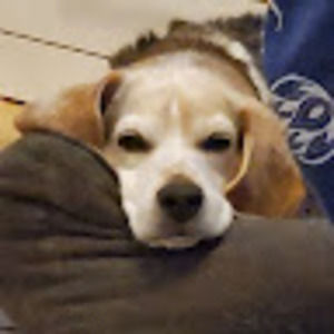 Meet your Posher, Tobin